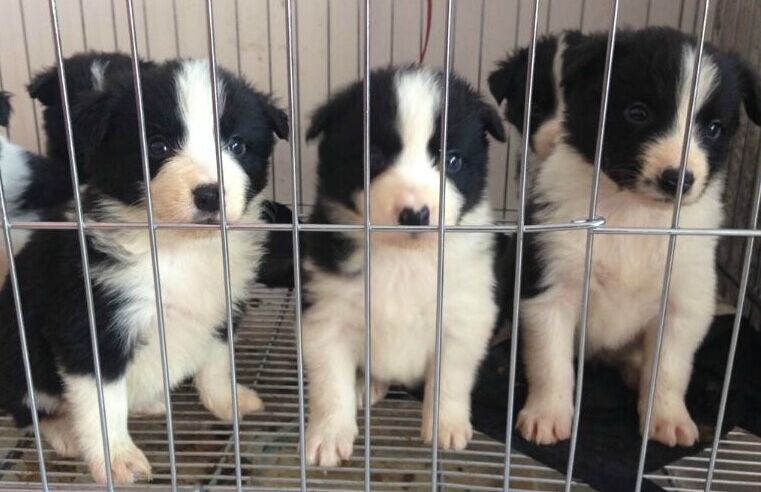 德宏州陇川县买边牧请进 狗场小边牧出售