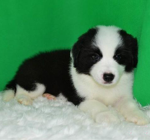 广州出售纯种健康边牧幼犬 疫苗齐全 多窝可选