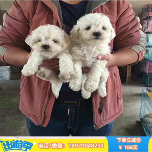 贵阳哪里有宠物店 贵阳本地出售纯种边境牧羊犬