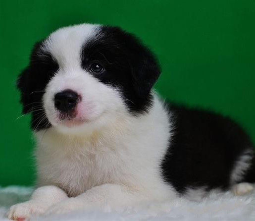 广州出售纯种健康边牧幼犬 疫苗齐全 多窝可选