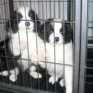 保山昌宁县哪里买边牧 保山附近养狗基地