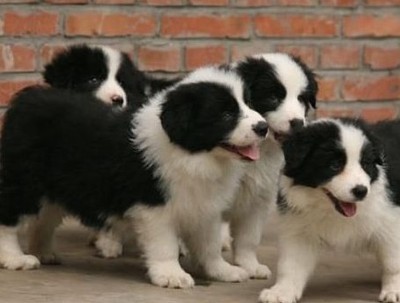 玉溪买狗买边牧 云南养犬场出售小边牧