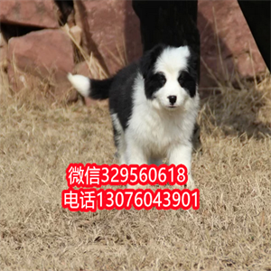 天津边牧幼犬出售 黑白色边境牧羊犬 边牧多少钱一只