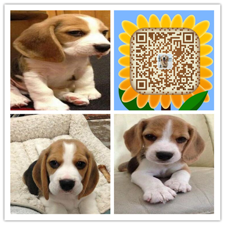 杭州哪里有比格犬出售 杭州比格犬哪里的纯种