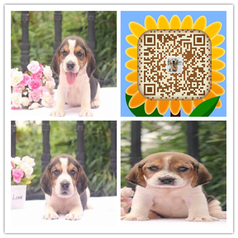 南京哪里有比格犬出售 比格幼犬哪里的纯种健