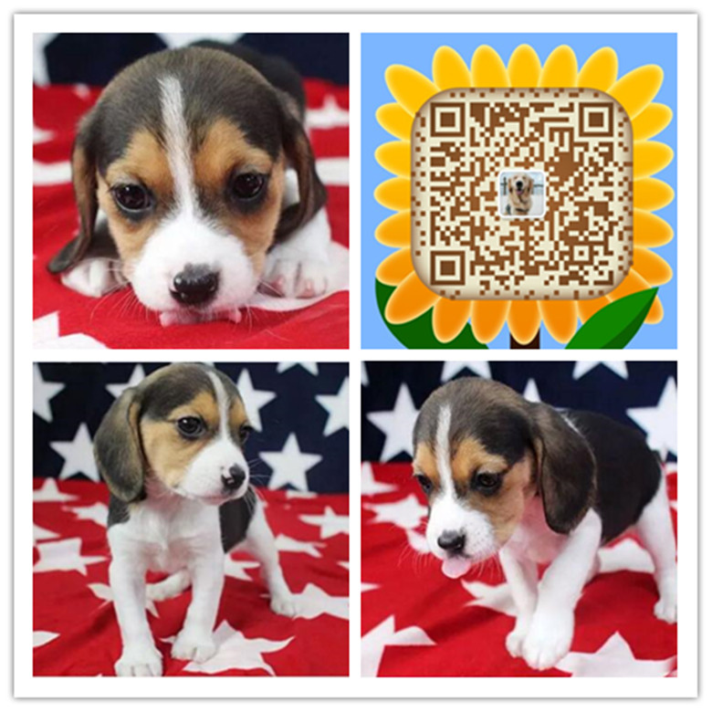 杭州哪里有狗场 杭州哪里有卖家养比格犬 杭州哪里买健康宠物狗