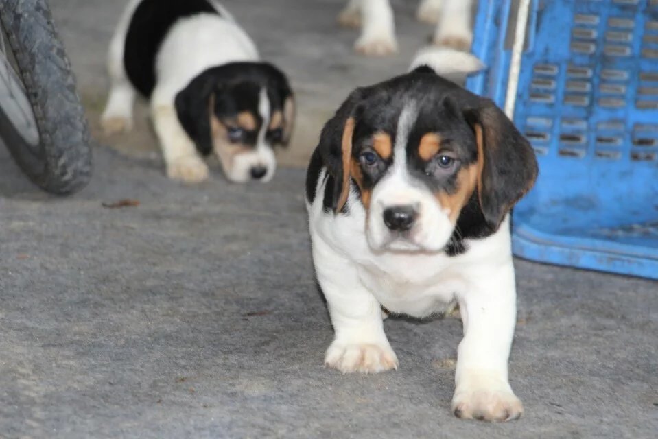  南京哪里卖纯种比格犬 南京哪里有猎犬出售 