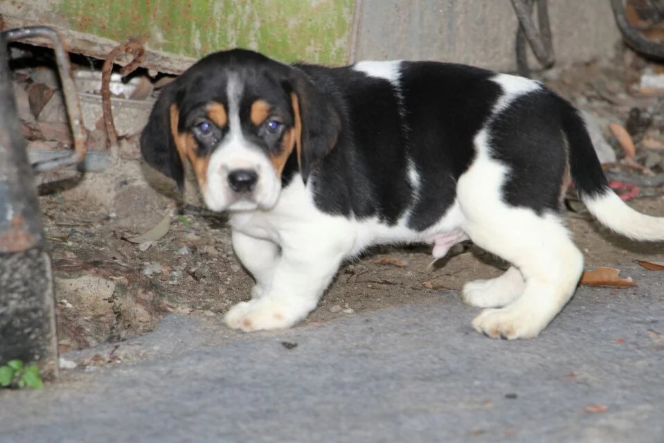 成都哪里卖纯种比格犬 成都比格多少钱 成都哪里卖健康的比格