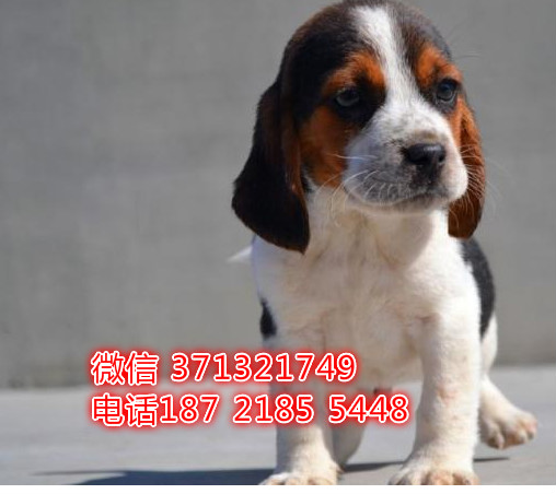 比格犬出售纯种幼犬，比格猎兔犬狗狗 杭州比格