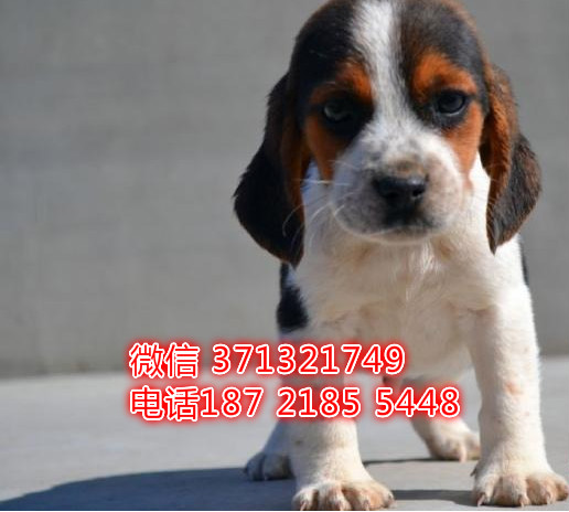 比格犬出售纯种幼犬，比格猎兔犬狗狗 杭州比格犬狗狗 迷你型