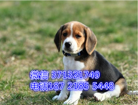 武汉哪里有卖比格犬的，武汉哪里有犬舍，武汉本地