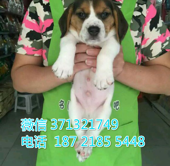 比格犬出售纯种幼犬，福州犬舍繁殖比格狗狗