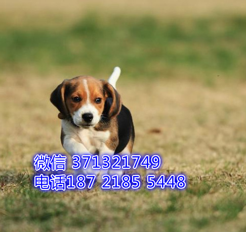 比格犬出售纯种幼犬，小型犬 太原狗场 太原犬舍哪里有卖 犬舍繁殖