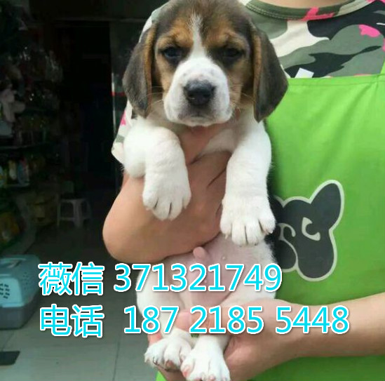 比格犬出售纯种幼犬，福州犬舍繁殖比格狗狗