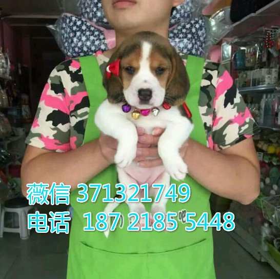 比格犬出售纯种幼犬，福州犬舍繁殖比格狗狗