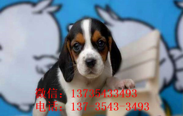 南京宠物狗犬舍出售纯种比格犬哪里有狗市场卖狗买狗在哪