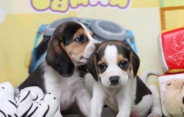 上海宠物狗犬舍出售纯种比格犬哪里有狗市场卖