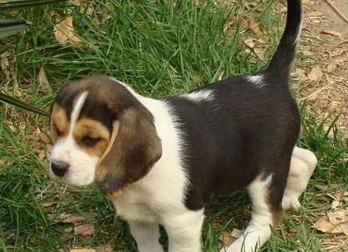 武汉宠物狗犬舍出售纯种比格犬哪里有狗市场卖