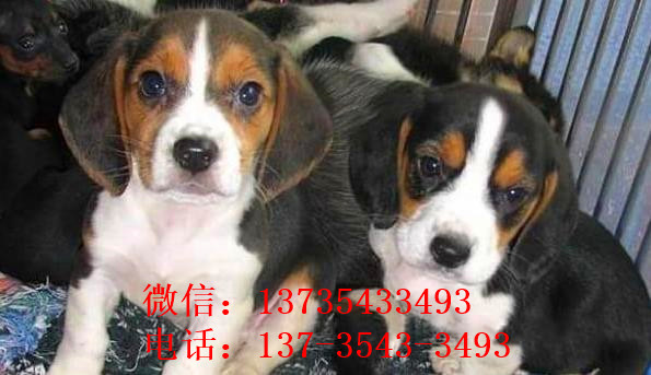 杭州宠物狗犬舍出售纯种比格犬哪里有狗市场卖狗买狗在哪