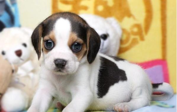 内蒙古宠物狗犬舍出售纯种比格犬哪里有狗市场