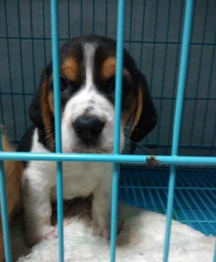 天津宠物狗犬舍出售纯种比格犬哪里有狗市场卖