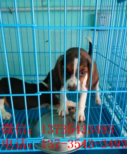 天津宠物狗犬舍出售纯种比格犬哪里有狗市场卖狗买狗在哪