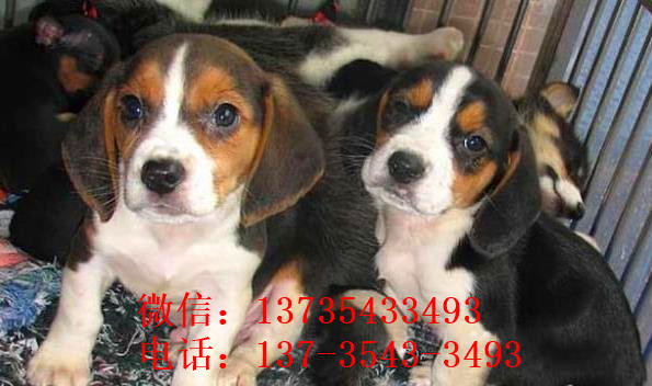 杭州宠物狗犬舍出售纯种比格犬哪里有狗市场卖狗买狗在哪