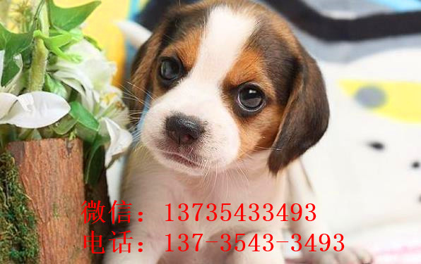 内蒙古宠物狗犬舍出售纯种比格犬哪里有狗市场卖狗买狗在哪