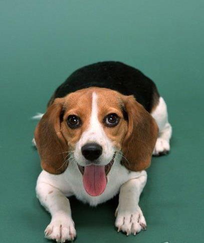 福州宠物狗犬舍出售纯种比格犬哪里有狗市场卖