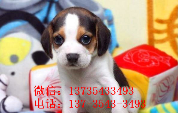 南京宠物狗犬舍出售纯种比格犬哪里有狗市场卖狗买狗在哪