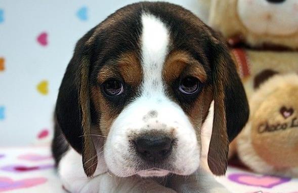 太原宠物狗犬舍出售纯种比格犬哪里有狗市场卖