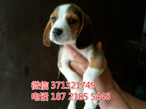 太原宠物 比格犬纯种幼犬 太原狗场 特价宠物狗