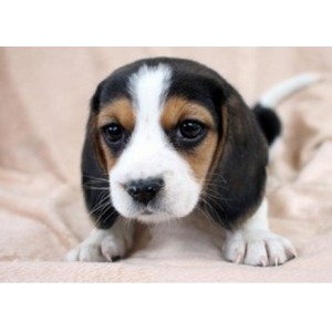 成都狗狗  性格开朗动作惹人怜爱活泼反应快的比格