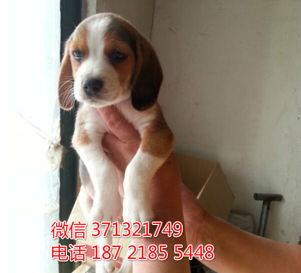 太原宠物 比格犬纯种幼犬 太原狗场 特价宠物