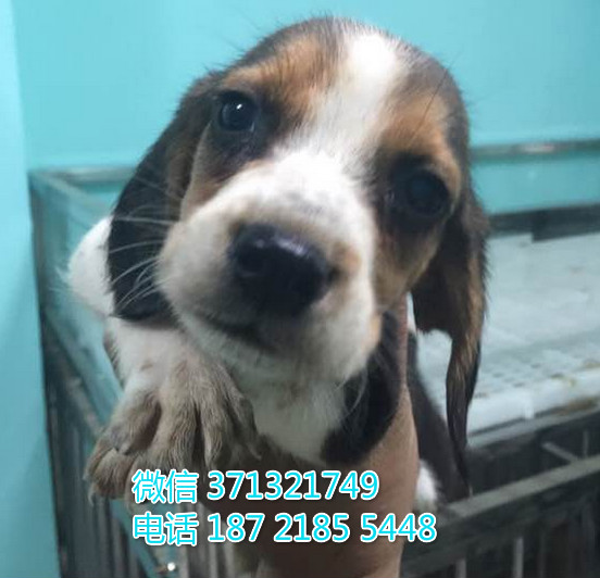 成都狗狗 比格出售纯种幼犬成都狗场繁殖