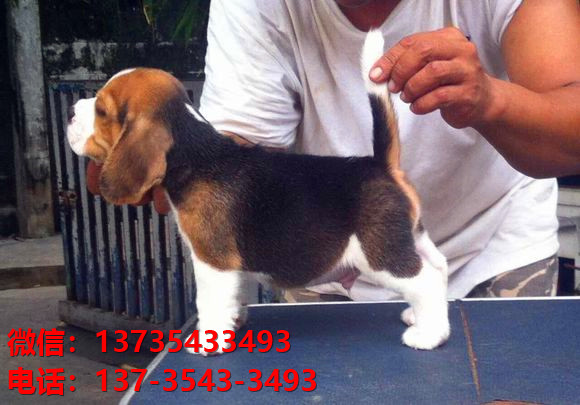 上海狗场宠物狗出售正宗比格犬宠物狗市场在哪里买狗哪里有卖狗地方