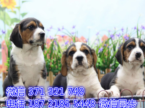 太原宠物狗狗 比格犬纯种幼犬 太原犬舍在哪里