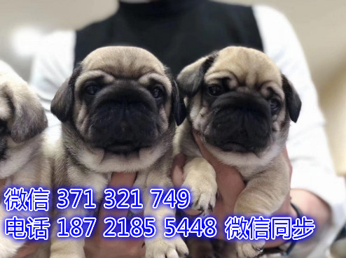 杭州宠物狗狗 比格犬出售纯种 杭州犬舍狗场