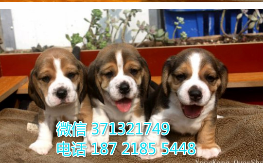 苏州狗狗 比格犬出售纯种幼犬 苏州犬舍全国发货