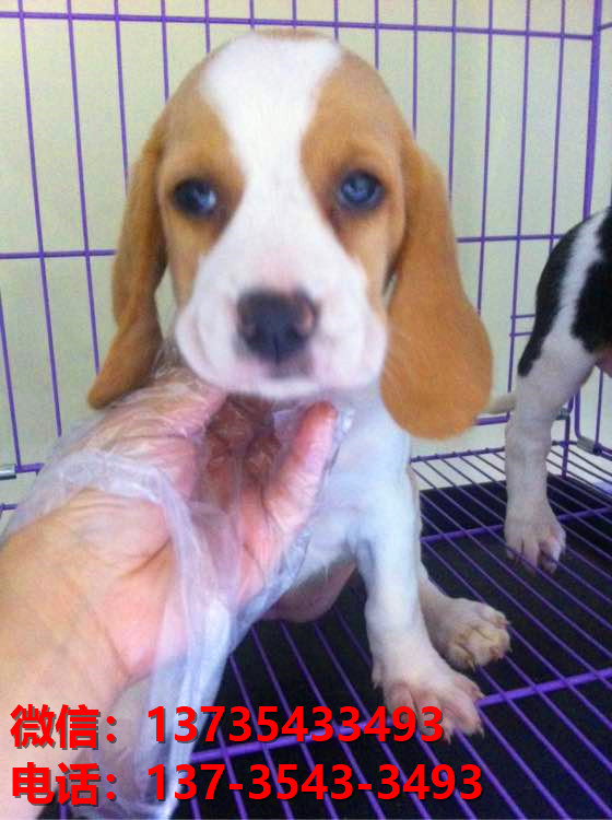 西安狗场宠物狗出售正宗比格犬宠物狗市场在哪