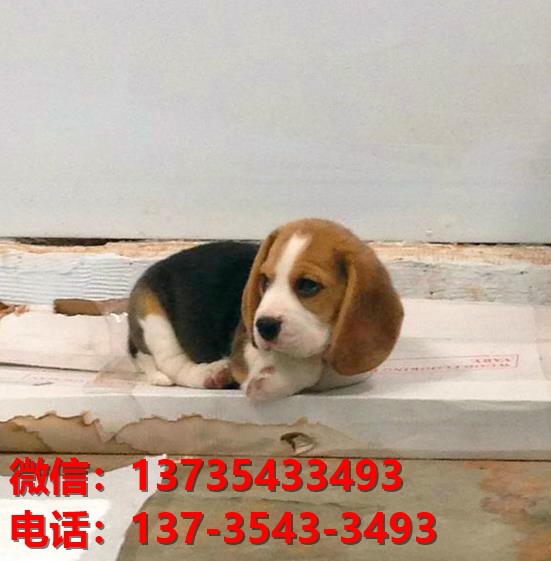 四川成都狗场宠物狗出售正宗西施犬宠物狗市场