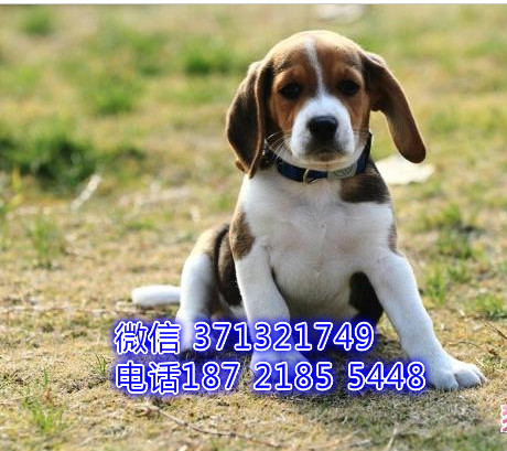 西安 全国发货比格纯种幼犬 西安犬舍促销