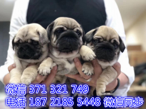 杭州宠物狗狗 比格犬出售纯种 杭州犬舍狗场