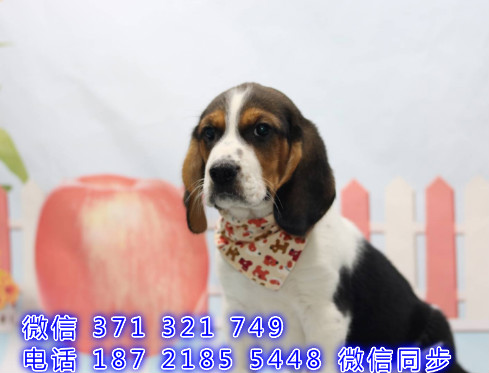 太原宠物狗狗 比格犬纯种幼犬 太原犬舍在哪里