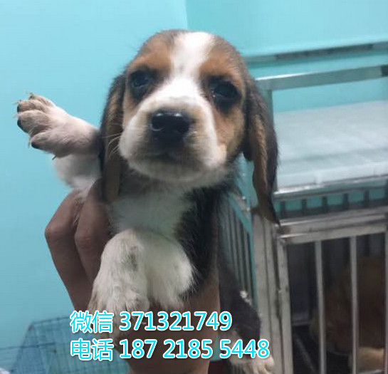 南京特惠 比格犬出售纯种幼犬 南京犬舍南京狗场