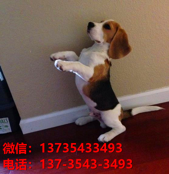 四川成都狗场宠物狗出售正宗西施犬宠物狗市场在哪里买狗哪里有卖狗地方