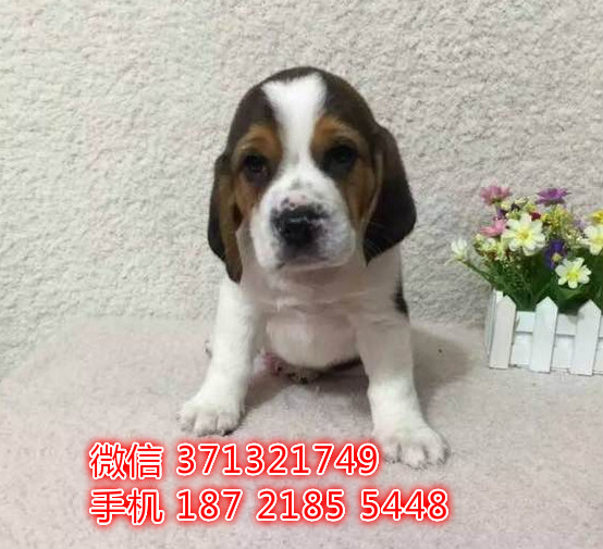 福州狗狗 比格犬出售纯种幼犬 福州犬舍 全国发货