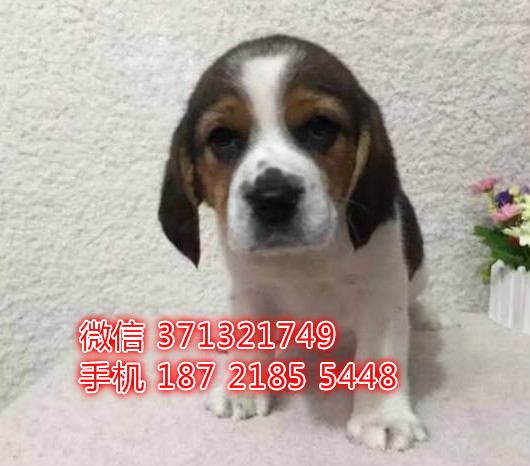 武汉特惠 比格犬出售纯种幼犬 武汉哪里有犬舍