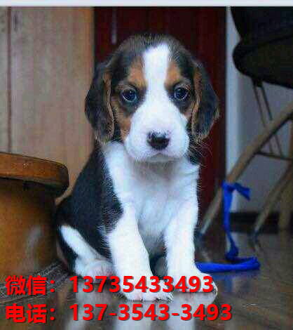 漳州宠物狗狗犬舍出售纯种比格犬幼犬米格鲁猎