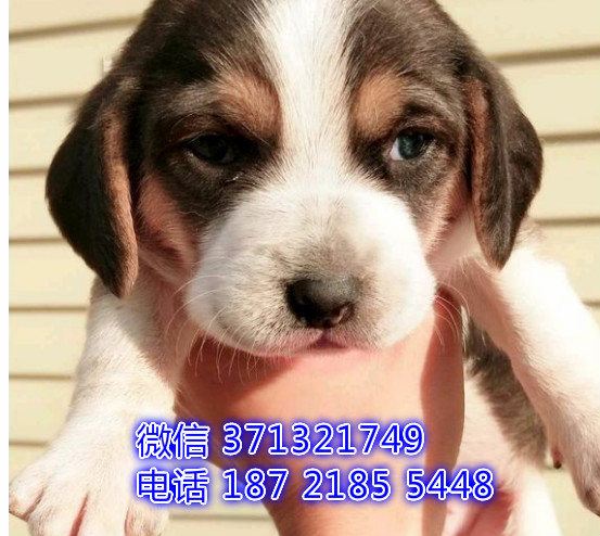 南京狗狗 比格犬出售 南京特价宠物狗狗 